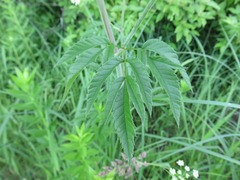 Cicuta maculata maculata