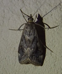 Loxostege allectalis