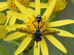 Physocephala rufipes