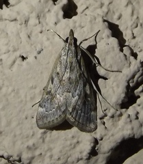 Loxostege allectalis