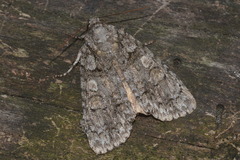Acronicta tristis