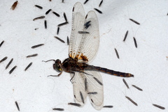 Neurocordulia yamaskanensis