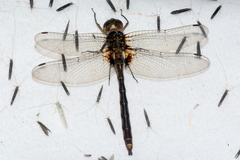 Neurocordulia yamaskanensis