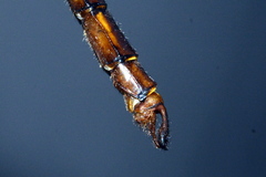 Neurocordulia yamaskanensis