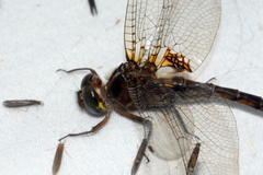 Neurocordulia yamaskanensis