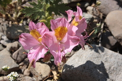 Alstroemeria pallida