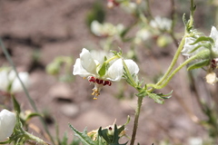 Loasa prostrata