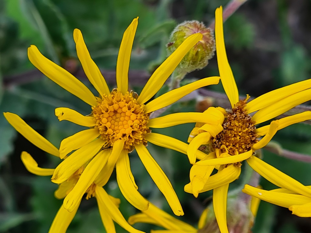 Jacobaea racemosa