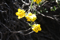 Scyphanthus elegans