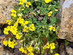 Draba araratica