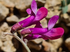 Vicia alpestris