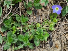 Veronica petraea
