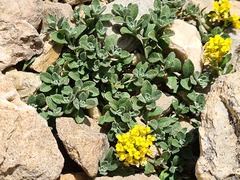 Odontarrhena gehamensis