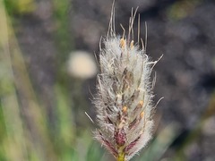 Alopecurus textilis