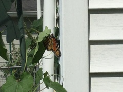 Danaus plexippus