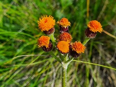 Tephroseris integrifolia aurantiaca