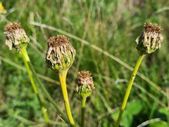 Dolichorrhiza caucasica