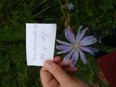 Cichorium intybus