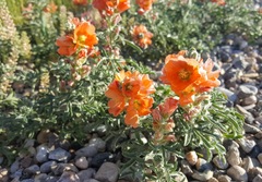 Sphaeralcea coccinea coccinea