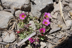 Oxalis squamata