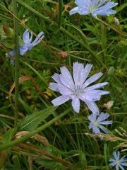 Cichorium intybus