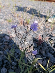 Lactuca tatarica