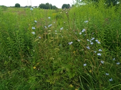 Cichorium intybus