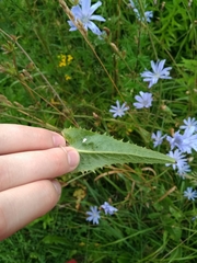 Cichorium intybus