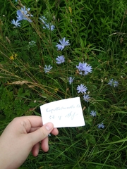 Cichorium intybus