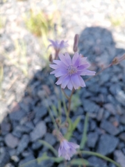 Lactuca tatarica