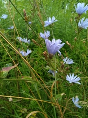 Cichorium intybus