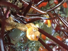 Primavelans insculpta