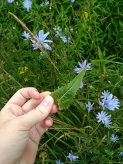 Cichorium intybus