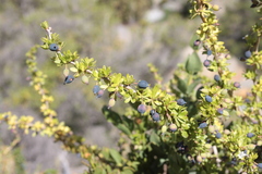 Berberis montana