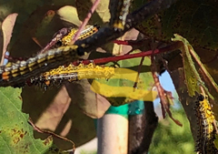 Lepidoptera