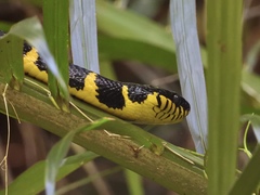 Boiga melanota