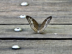 Tanaecia iapis puseda