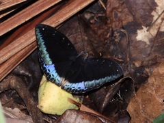 Lexias pardalis dirteana