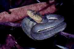 Bothrops bilineatus
