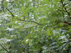 Zanthoxylum hirsutum