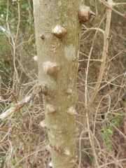 Zanthoxylum hirsutum
