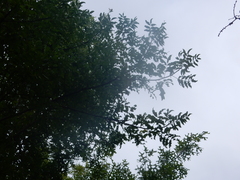 Zanthoxylum hirsutum