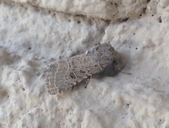 Protorthodes melanopis