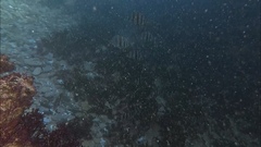 Diplodus hottentotus