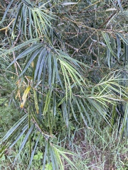 Hippophae rhamnoides