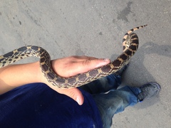Pituophis deppei