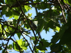 Setophaga americana