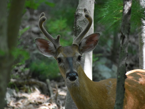 White-tailed Deer photographed in Massachusetts