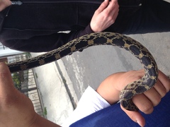 Pituophis deppei