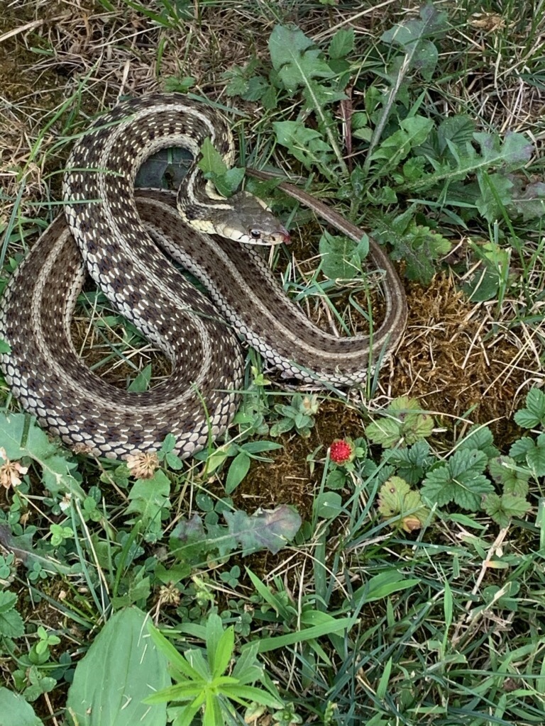 Eastern Garter Snake from Schaefer Lake, Hope, IN, US on July 27, 2020 at 0149 PM by pvashbrook